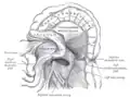 Vue inférieure du mésocôlon transverse.