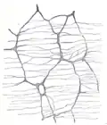 Le plexus myentérique d'un lapin. X 50.