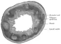Lumière intestinale et ganglion lymphatique. (X 20).