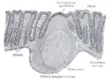 Section de la muqueuse digestive au niveau du rectum humain. X 60.