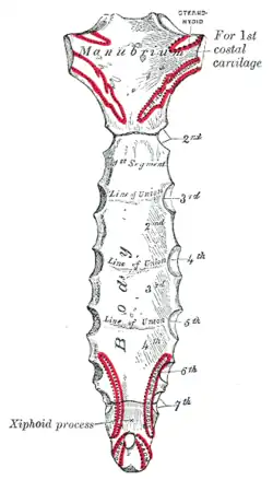 Face postérieure du Sternum.