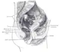 Coupe sagittale médiane du pelvis féminin.