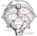 La face externe de l'os occipital.