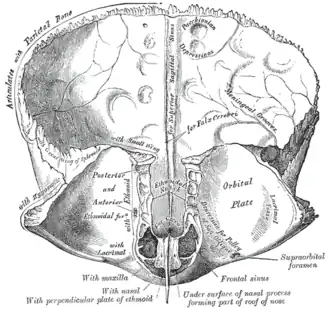 Os frontal, surface interne.
