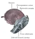 l'os temporal à la naissance. Aspect intérieur.