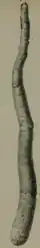 Kuphus polythalamia