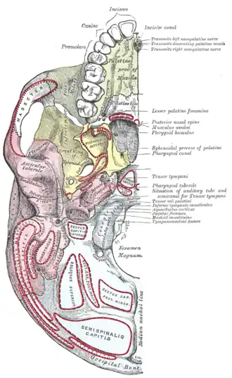 Surface inférieure de la base du crâne.