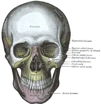 Le crâne de face.