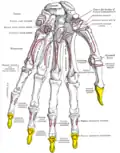 Insertion sur la phalange distale du pouce du muscle long fléchisseur du pouce (flexor pollicis longus)