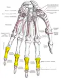 Insertion des tendons du muscle fléchisseur superficiel des doigts de la main (flexor digit. sublimis).