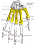 Insertion sur la phalange distale du pouce du muscle long extenseur  du pouce (Extensor pollicis longus).