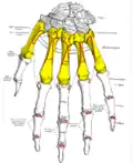 Insertion sur le deuxième métacarpien du muscle long extenseur radial du carpe (extensor carpi radialis longus).