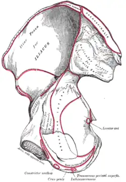 Origine coxale du muscle iliaque.