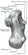 Calcanéus gauche, surface inférieure