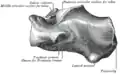 Calcanéus gauche, surface latérale