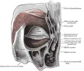 Orbiculaire de l'œil gauche, vu de derrière.