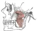 Les muscles ptérygoïdiens (l'arcade zygomatique et une partie de la branche montante de la mandibule ont été enlevées).