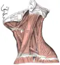 Muscles du cou. Vue latérale.