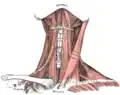 Vue antérieure des muscles du cou.