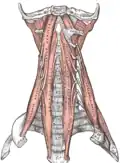 Les muscles vertébraux antérieurs.