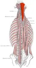 Le muscle semi-épineux de la tête droit