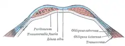 La gaine des muscle droit en dessous de la ligne arquée