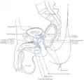 Median sagittal section of male pelvis, showing arrangement of fasciae.