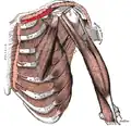 Le muscle subclavier droit
