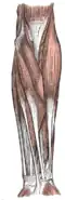 Muscles du bras superficiels (antérieur).