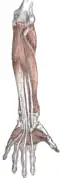 Muscles du bras profonds (antérieur).