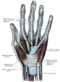 Vue de face des gaines synoviales des tendons du poignet et des doigts. (L'éminence hypothénar est au centre droit.)