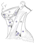 Les triangles du cou.