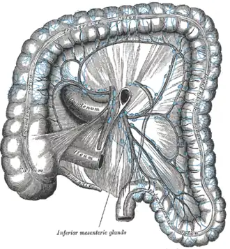 Organes lymphatiques du colon