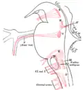 Noyaux d'origine des nerfs moteurs crâniens représentés schématiquement&nbsp;; vue latérale.