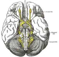 Base du cerveau