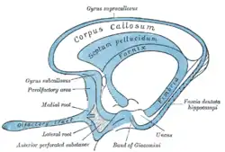 Schéma du rhinencéphale, le pédoncule olfactif est visible à gauche.