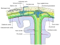 Représentation schématique d'une coupe du haut du crâne, montrant les membranes du cerveau.