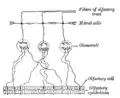 Plan de l'organisation des neurones dans le bulbe olfactif.