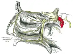 Le ganglion sphéno-palatin et ses branches.