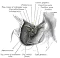 Dissection montrant les origines des muscles oculaires droits et des nerfs pénétrant par la fissure orbitaire supérieure.