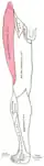 Diagramme de distribution segmentaire du nerf cutané latéral et des autres nerfs de la jambe droite. Vue de face.