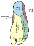 Diagramme de la distribution segmentaire des nerfs cutanés de la plante du pied.