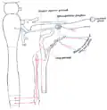Connexions sympathiques des ganglions ptérygopalatins et cervicaux supérieurs.