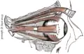 Muscles de l'orbite droite.