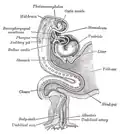 Embryon humain âgé d'une quinzaine de jours. Cerveau et coeur représentés du côté droit. Tube digestif et sac vitellin en coupe médiane.