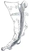 Coupe sagittale médiane du sacrum.