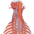 Le muscle oblique inférieur de la tête gauche.
