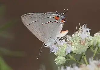 Revers d'un mâle.