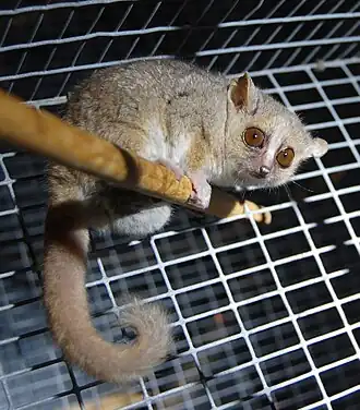 Lémurien sur une branche dans une cage.