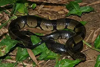 Description de l'image Grayia ornata 81416634.jpg.